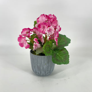 Geranium in Pot Pink 10”