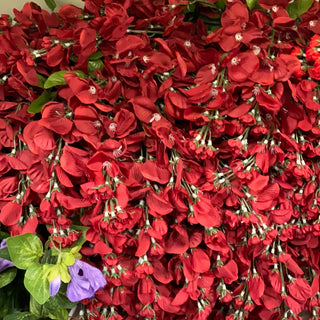 Wisteria Burgundy Hanging Bush x15