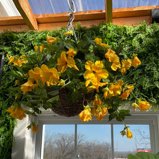 Petunia Yellow Hanging Basket