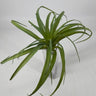 Supreme Air Grass Plant Green - Uncategorized Silk