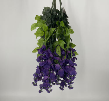 Wisteria Hanging Bush Purple