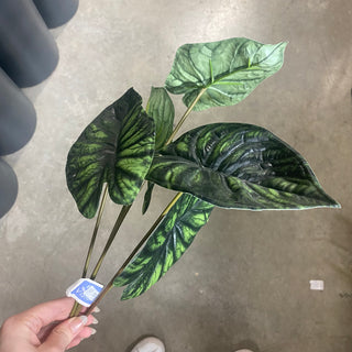 Alocasia Spray Gr/Tt 30"