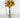 Le Fleur Rose Bundle Yellow 12" - Uncategorized Silk
