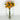 Le Fleur Rose Bundle Yellow 12" - Uncategorized Silk