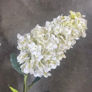 Peegee Cone Hydrangea Candlelight 36"