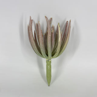 Finger Echeveria Dusty Burgundy 7"
