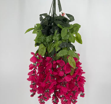 Wisteria Hanging Bush Fuchsia (Beauty)