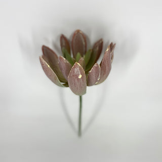 Narrow Leaf Echeveria Dusty Burgundy 8"