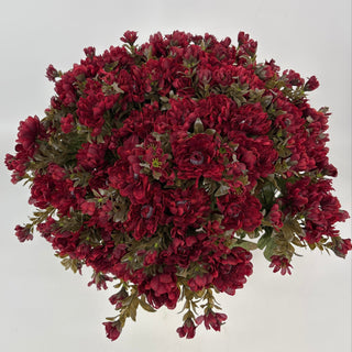 Burgundy Mum - Potted w/ 2 Bushes