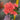 Le Fleur Dahlia Bush Pink 19.5" - Artificial Flowering Plants Silk