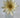 Select Daisy Cream Flower Stem - Artificial Flowering Plants Silk