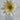 Select Daisy Cream Flower Stem - Artificial Flowering Plants Silk
