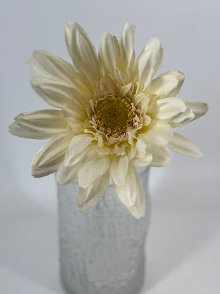 Daisy Cream Flower Stem