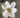 Supreme Magnolia Pick White 11" - Silk