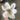 Supreme Magnolia Pick White 11" - Silk