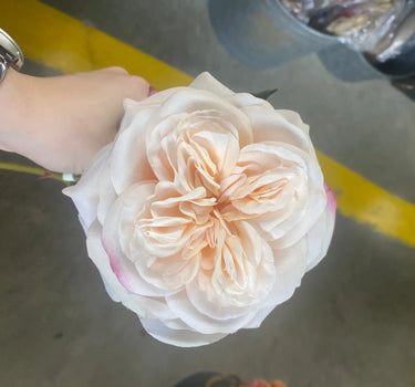 AmBest Real Touch Garden Rose Stem Light Coral 24" - Uncategorized Silk