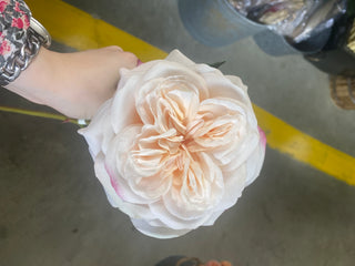 24" Garden Rose Stem LC