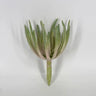 Select Finger Echeveria Dusty Pink 7" - Potted Houseplants Silk