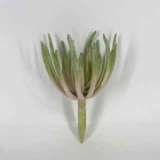 Finger Echeveria Dusty Pink 7"