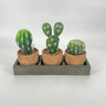 Supreme Cactus x3 w/Tray 8.5" GN - Silk
