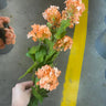 Direct Export Snowball Hydrangea Spray Coral - Uncategorized Silk