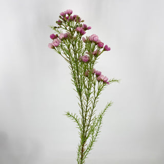 Wax Flower Spray Fuchsia 32"