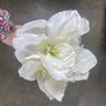 Select Amaryllis Spray Cream - Uncategorized Silk