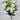 Fortune Carnation Bush Cream 18” - Artificial Flowering Plants Silk
