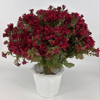Burgundy Mum - Potted w/ 2 Bushes