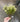 Supreme Gypsophia Spray White 15" - Artificial Flowering Plants Silk