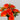 Fortune Carnation Bush Orange 18” - Silk