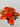 Fortune Carnation Bush Orange 18” - Silk