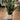 Allstate Sansevieria Snake Plant in Cement Pot Green-Grey 26" - Artificial Flora Silk
