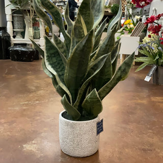 Sansevieria (Snake) Plant w/ Pot GR/GY 26"