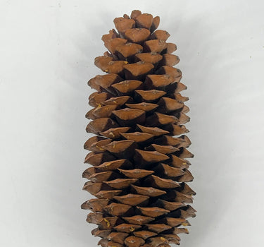 Natural Sugar Pine Cone (Approximately 11-13")