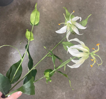 Allstate Gloriosa Spray Cream 34" - Uncategorized Silk