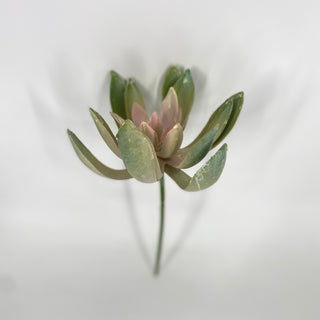 Narrow Leaf Echeveria Dusty Pink 8"