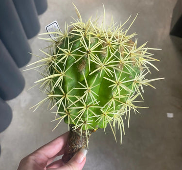 Supreme Cactus Pick 8.5" - Uncategorized Silk