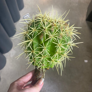 Cactus 8.5"