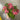 Supreme Kalanchoe Bush 9'' Pink - Artificial Flora Silk