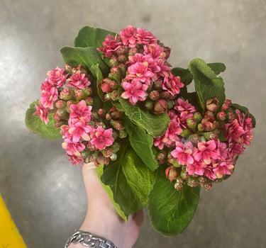 Supreme Kalanchoe Bush 9'' Pink - Artificial Flora Silk