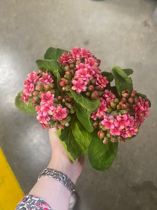 Kalanchoe Bush 9'' Pink