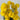 Fortune Mini Pompom Bush Yellow 19” - Silk