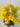 Fortune Mini Pompom Bush Yellow 19” - Silk