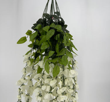 Wisteria Hanging Bush Cream