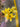 Allstate Day Lily Spray Yellow 30" - Silk