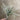 Supreme Bipinnate Bush x7 Frost Green 17" - Artificial Flora Silk