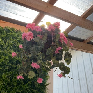 Geranium Pink Hanging Basket