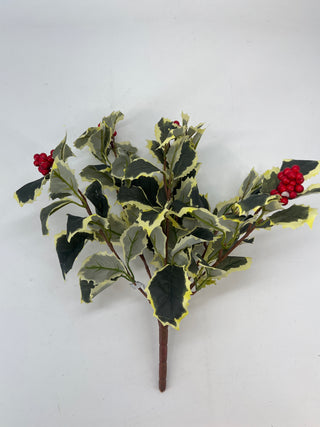 Holly Leaf Bush Variegated 15”