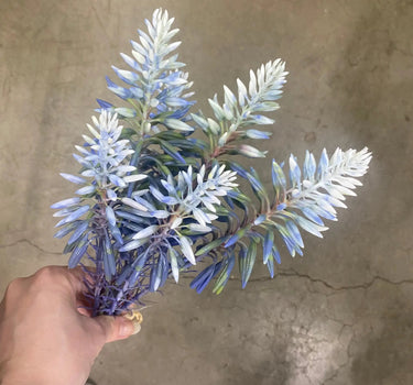 Le Fleur Aloe Spray Blue 17.5" - Artificial Flora Silk